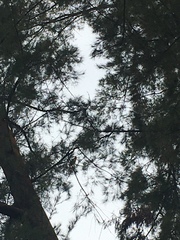 Psittacula alexandri