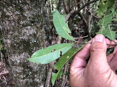 Dysoxylum
