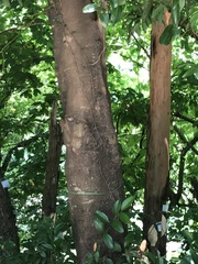 Cinnamomum burmanni