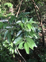 Cinnamomum burmanni
