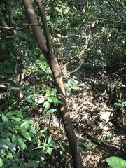 Cinnamomum burmanni