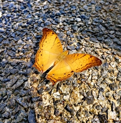 Vindula dejone erotella