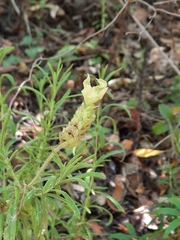 Lavandula viridis