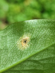 Puccinia sessilis