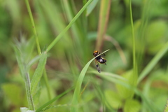 Volucella inflata