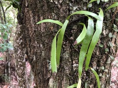 Pyrrosia confluens