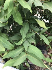 Syzygium samarangense