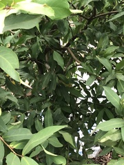 Syzygium samarangense