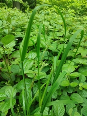 Dactylis glomerata lobata