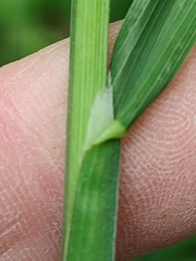 Dactylis glomerata lobata