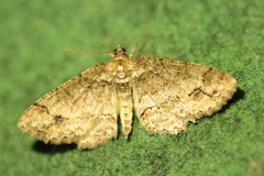 Paradarisa consonaria