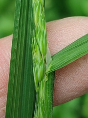 Dactylis glomerata lobata