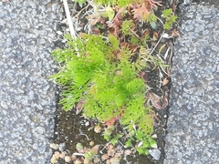 Matricaria discoidea