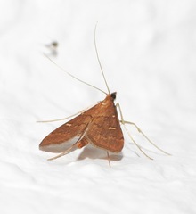 Steniini