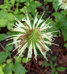 Monarda luteola