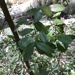 Syzygium levinei