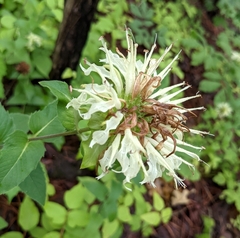 Monarda luteola