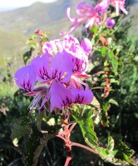 Pelargonium cordifolium