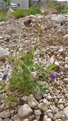 Pulsatilla vulgaris
