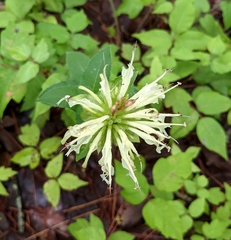 Monarda luteola