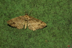 Paradarisa consonaria