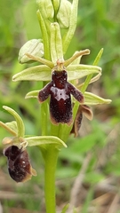 Ophrys × hybrida