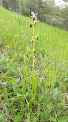 Ophrys × hybrida