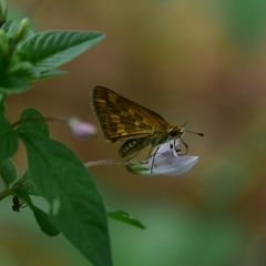 Taractrocera ceramas