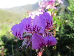 Pelargonium cordifolium
