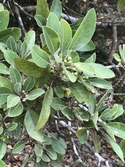 Litsea glutinosa