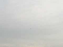 Haliaeetus leucogaster