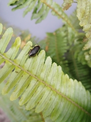 Oxyhaloa deusta
