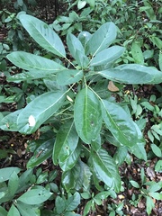 Litsea glutinosa