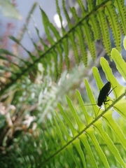 Oxyhaloa deusta