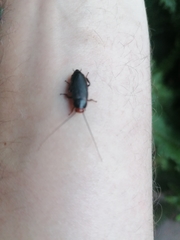 Oxyhaloa deusta