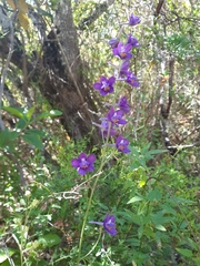 Delphinium pentagynum