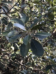 Litsea glutinosa
