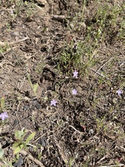 Allophyllum gilioides