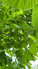 Tilia