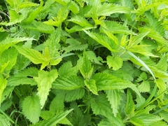 Urtica dioica