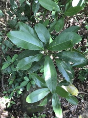 Litsea glutinosa