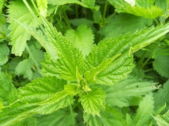 Urtica dioica