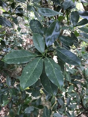 Litsea glutinosa