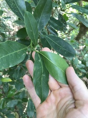 Litsea glutinosa