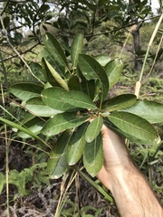 Litsea glutinosa
