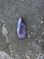 Brachidontes rostratus