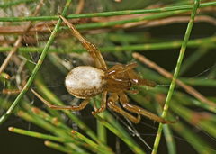 Deliochus idoneus