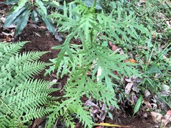Senecio bipinnatisectus