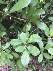 Litsea rotundifolia