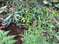 Senecio bipinnatisectus